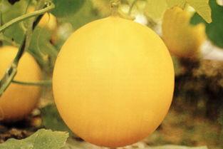 安庆吃瓜事件,一场网络热议背后的真相与反思