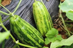 兰州吃瓜事件什么意思,一场引发社会热议的网络风波揭秘