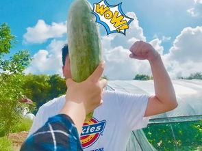 回来也有瓜吃,探寻“回来也有瓜吃”的温馨故事