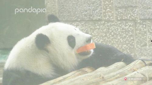 熊猫吃瓜骨折