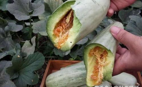 怀孕晚期吃的瓜,营养美味两不误