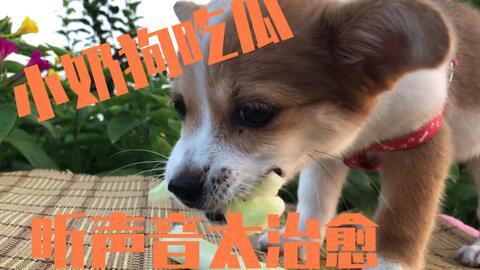 小狗瓜怎么吃,小狗瓜的多样食法探索