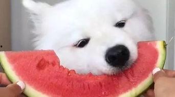 萨摩耶吃瓜被打,宠物行为引发的思考与启示