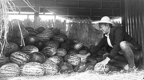 睢县吃瓜群众事迹,事迹传遍大街小巷