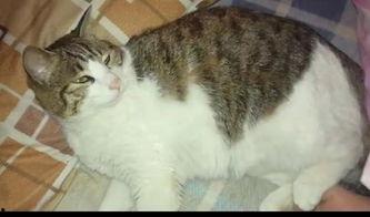 吃瓜猫的电影,揭秘娱乐圈背后的秘密与真相