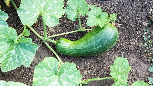 宝宝吃瓠瓜好吗,瓠瓜的营养与适宜性解析