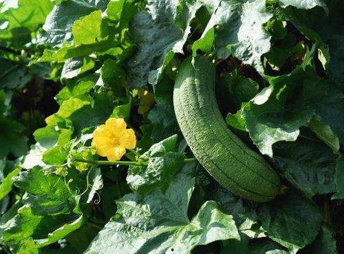 吃瓜帮顶,一场全民参与的娱乐盛宴