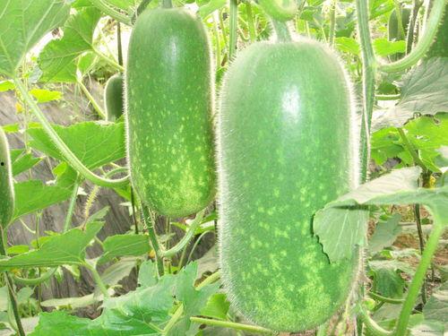 东迪代购吃瓜,揭秘网红代购背后的吃瓜故事