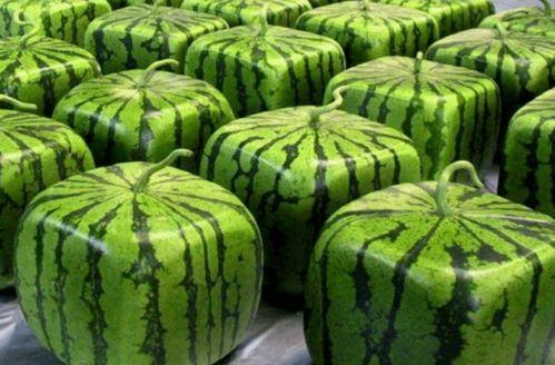 中国吃瓜中东,中国吃瓜群众视角下的热点解读