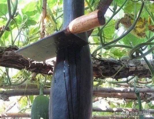 大爷吃瓜的图片,夏日休闲生活写照