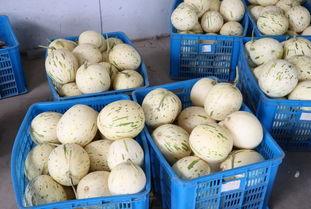 书院镇吃瓜,瓜香四溢，品味生活新风尚