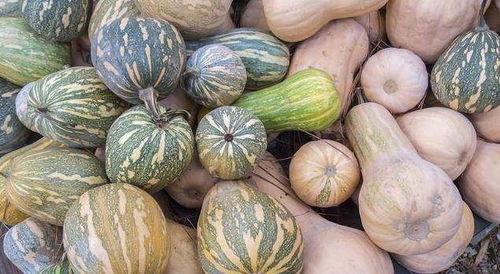 广州女士吃瓜,一场味蕾与视觉的享受