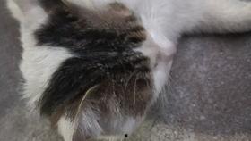 猫吃鲜瓜,探索猫儿美食新天地