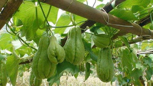 冬天吃佛手瓜,佛手瓜的养生美味之旅