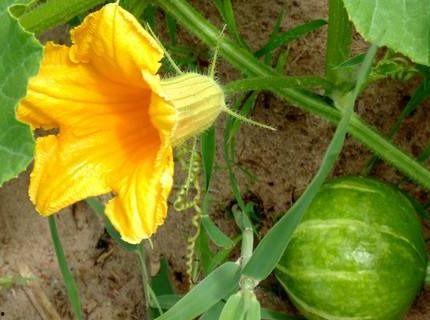 吃瓜花有啥好处