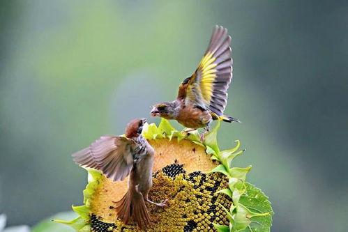 幸福鸟吃瓜视频,揭秘娱乐圈幕后故事